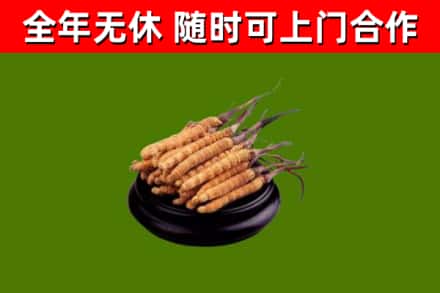 塔什库尔干回收冬虫夏草