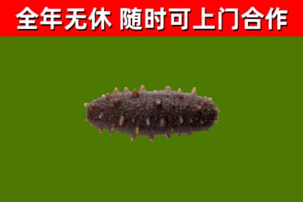 塔什库尔干回收海参干